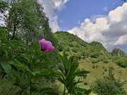 MONTE ZUCCO ad anello via linea tagliafuoco dalla Pernice (26magg22)- FOTOGALLERY